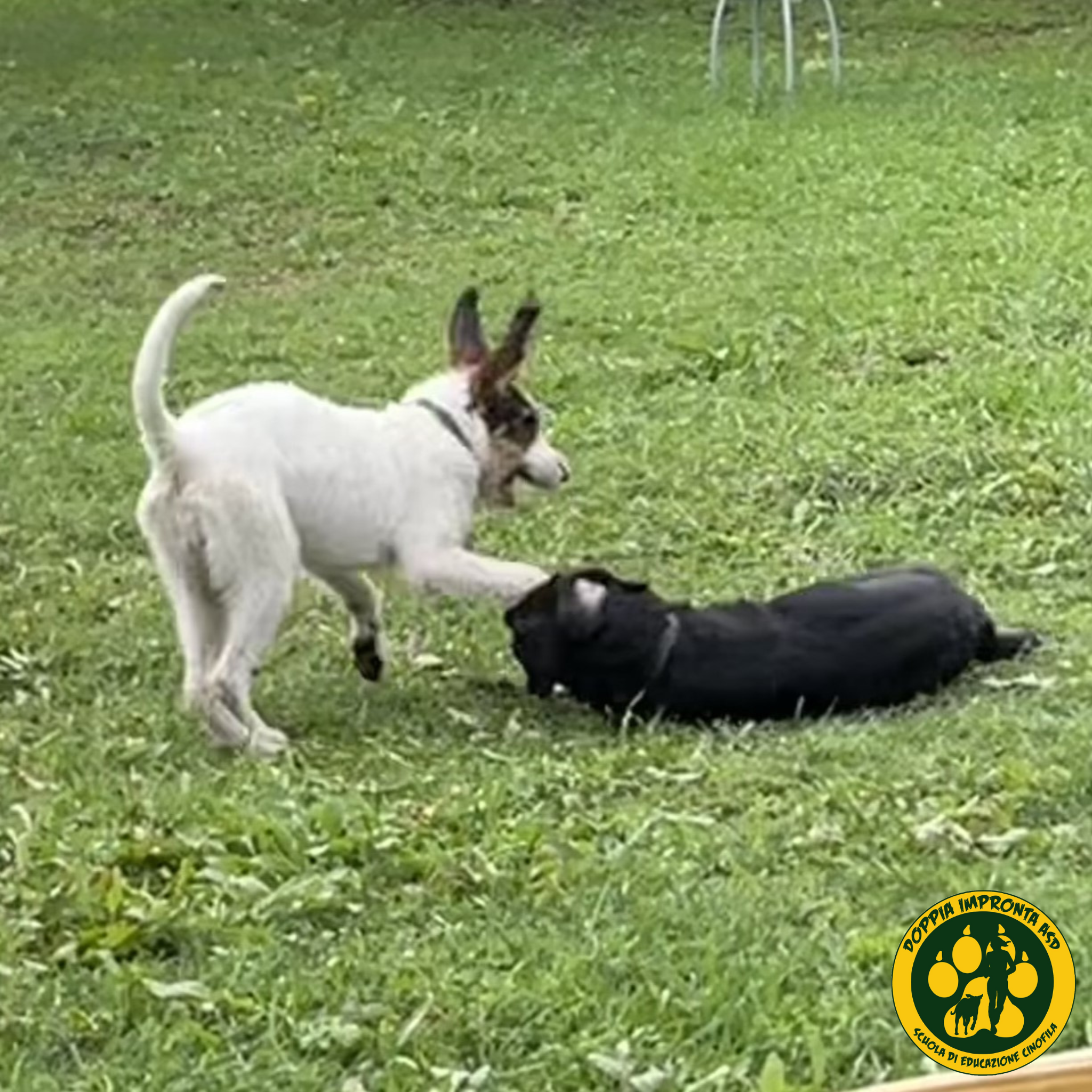 Doppia Impronta - Scuola di Educazione Cinofila - Asilo per Cani blog