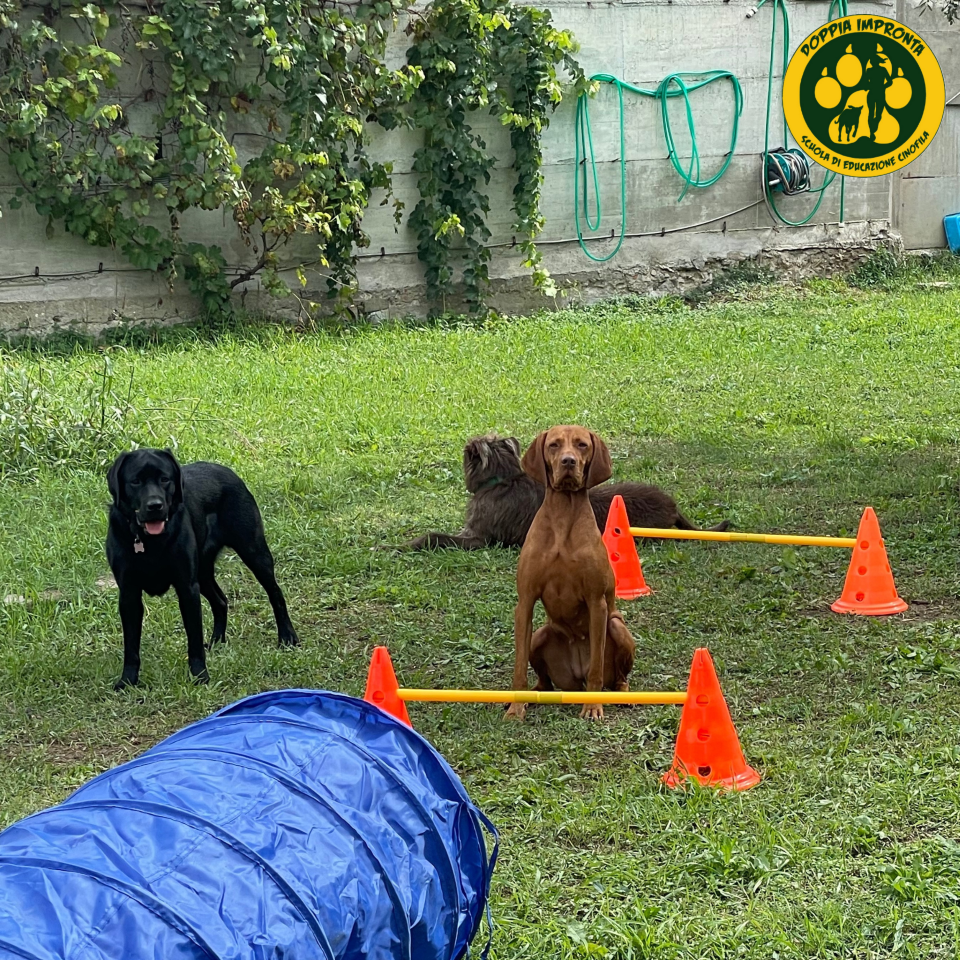Doppia Impronta - Scuola di Educazione Cinofila - Asilo per Cani blog