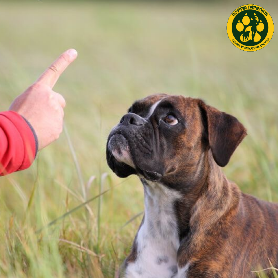 Doppia Impronta - Scuola di Educazione Cinofila - Asilo per Cani blog